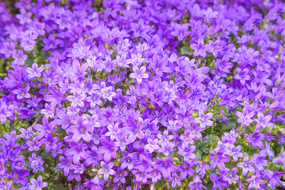 Marzy ci się kwietny dywan? Posadź to i ciesz się..