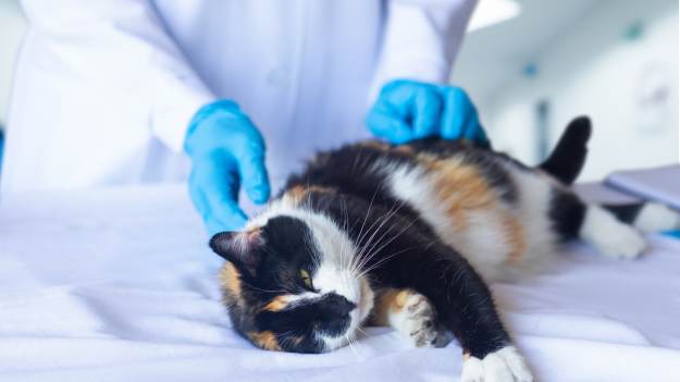 „To nie jest typowa choroba”. Weterynarze..