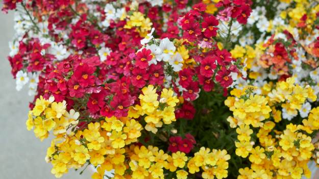 Pelargonie odchodzą do lamusa? Sąsiedzi..
