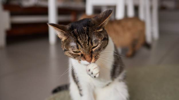 Głaszczesz kota, a on od razu się myje? Oto, co..