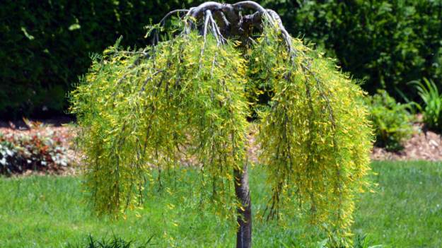 Najlepsze całoroczne drzewka na balkon. Nie tracą..