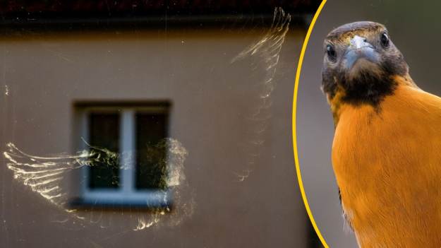 Co znaczy, jeśli ptak uderzy w okno? Nie wszyscy..