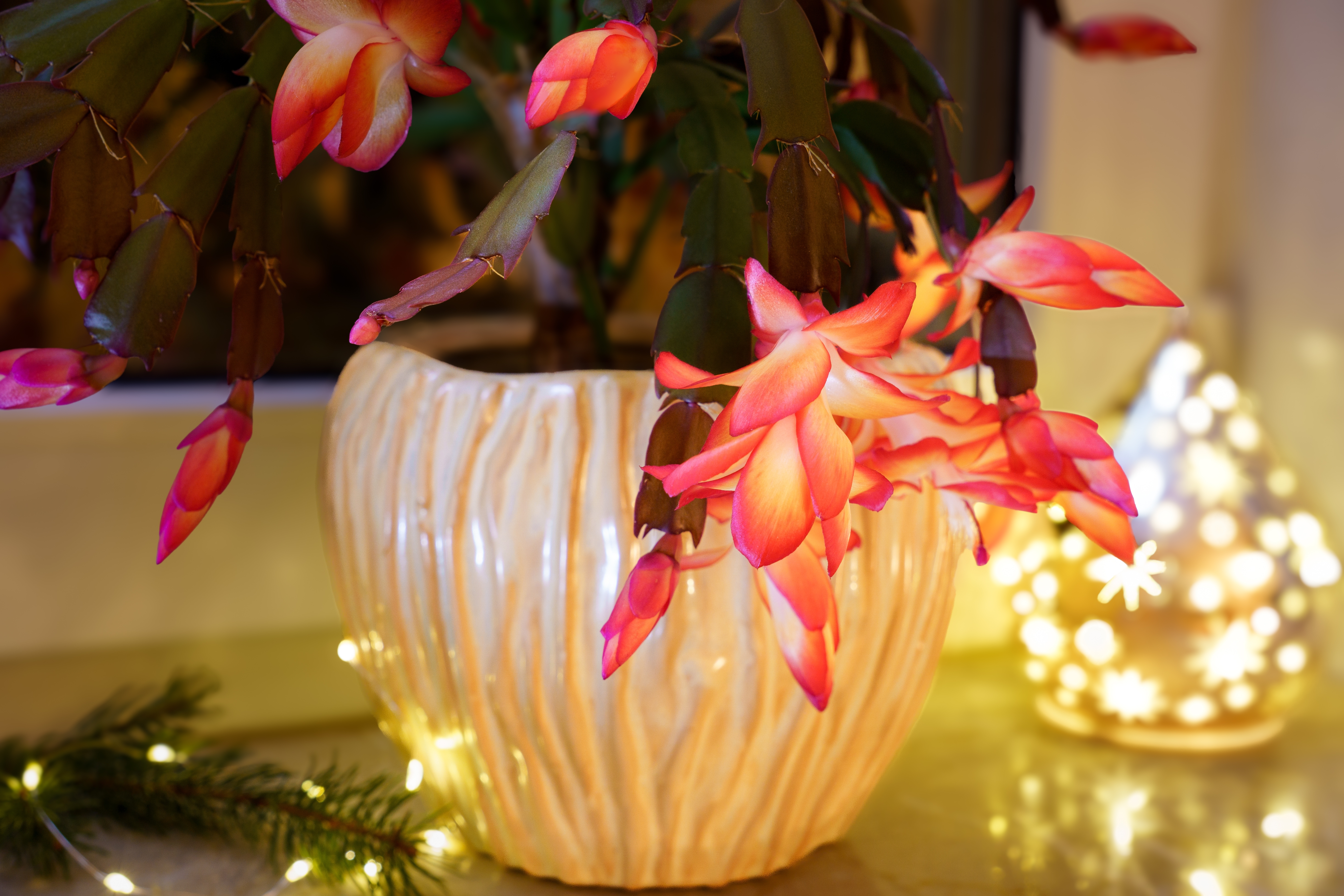 Co zrobić, żeby grudnik kwitł?